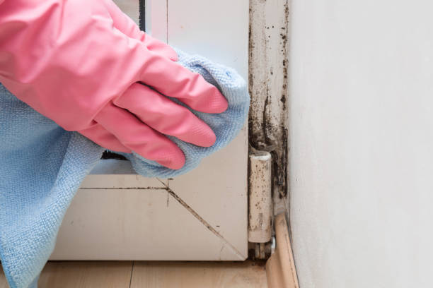 Best Commercial Mold Remediation in Mckenzie, TN